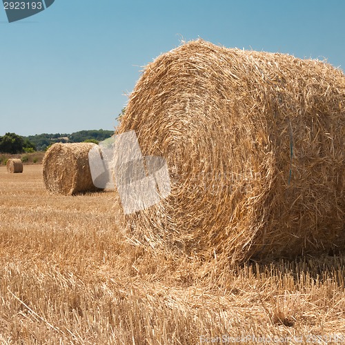 Image of Harvested field with straw bales in summer