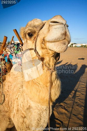 Image of Domestic camel.