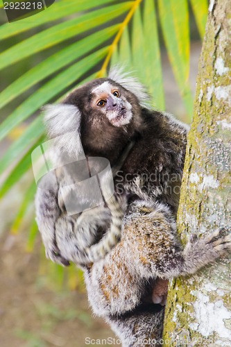 Image of Common marmoset - Callithrix jacchus.