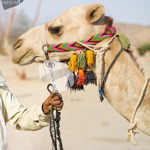 Image of Camel