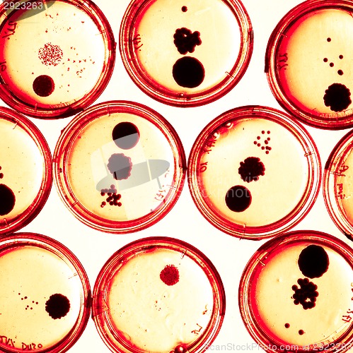 Image of Growing Bacteria in Petri Dishes.