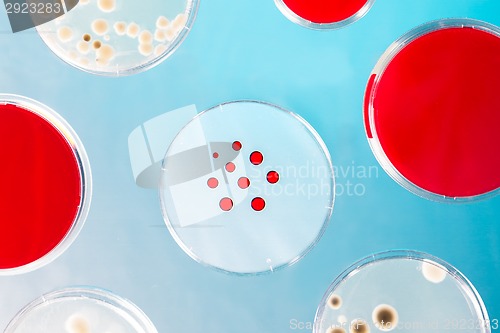Image of Pattern of petri dishes.