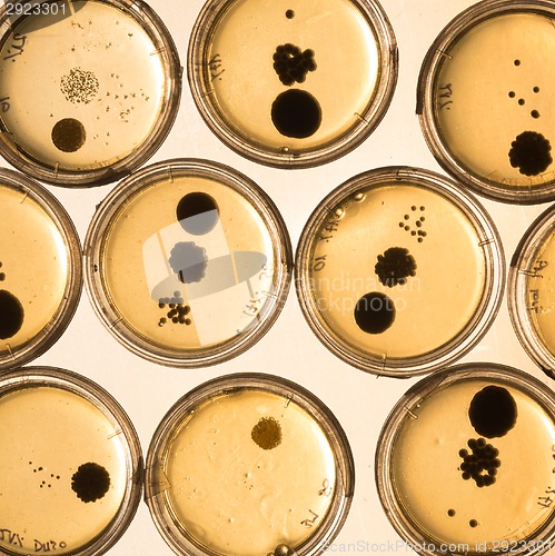 Image of Growing Bacteria in Petri Dishes.