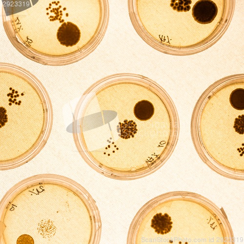 Image of Growing Bacteria in Petri Dishes.