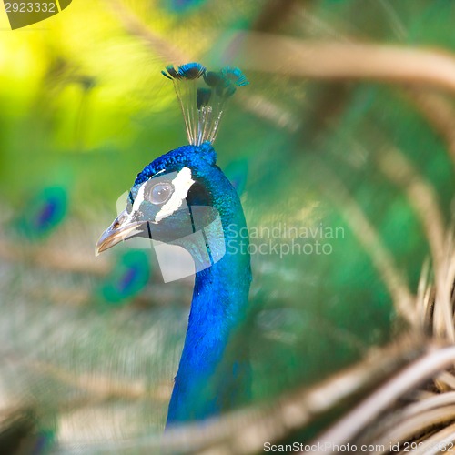 Image of Colorful Peacock in Full Feather.