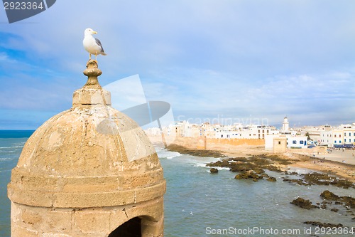Image of Seagull; Essaouira - Magador, Marrakech, Morocco.