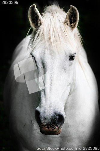 Image of White horse.