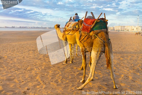 Image of Camel caravan at the beach of Essaouira, Morocco.