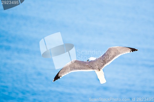 Image of Sea gull