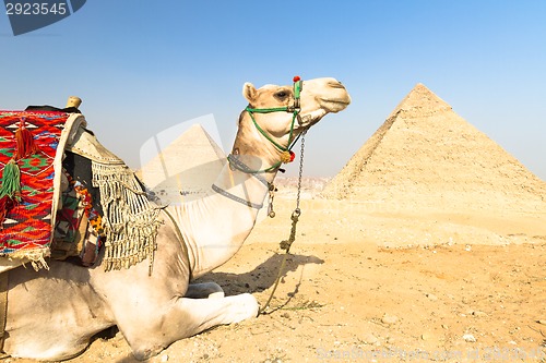 Image of Camel at Giza pyramides, Cairo, Egypt.