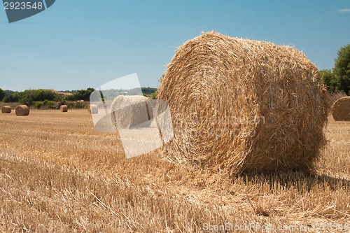 Image of Harvested field with straw bales in summer