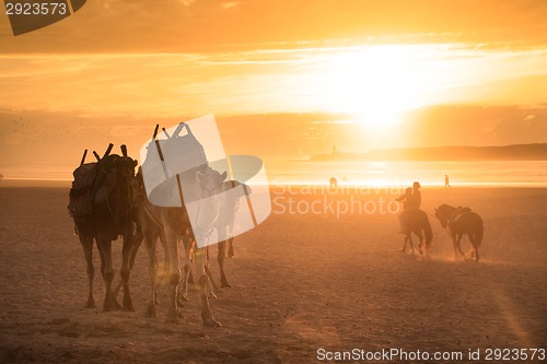 Image of Camel caravan at the beach of Essaouira, Morocco.