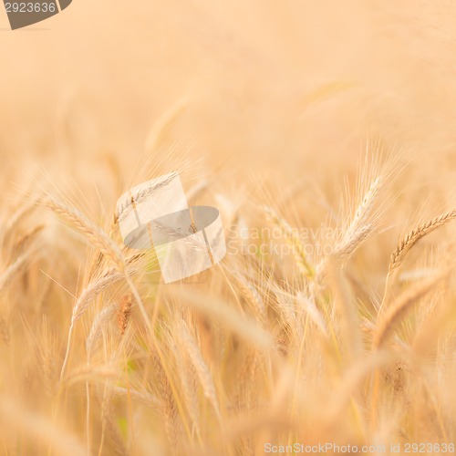 Image of Wheat field.