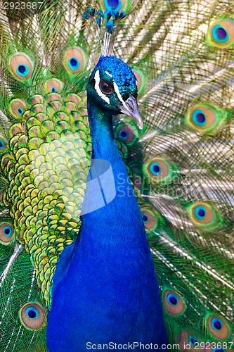 Image of Colorful Peacock in Full Feather.