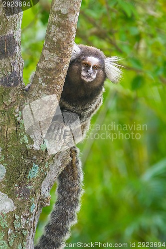 Image of Common marmoset - Callithrix jacchus.