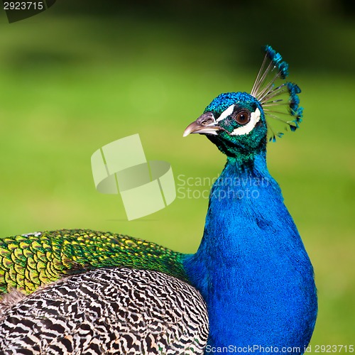 Image of Colorful Peacock