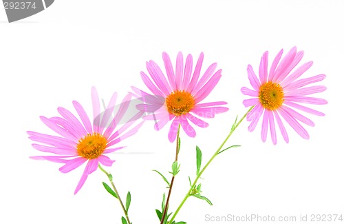 Image of Three magenta gerbera daisies