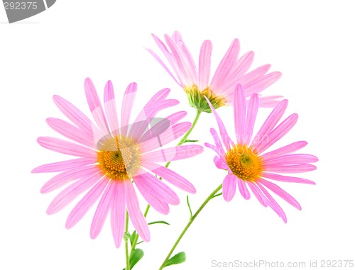 Image of Pink gerbera daisies