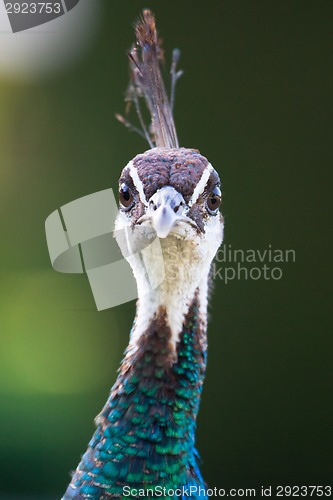 Image of Colorful Female Peacock.