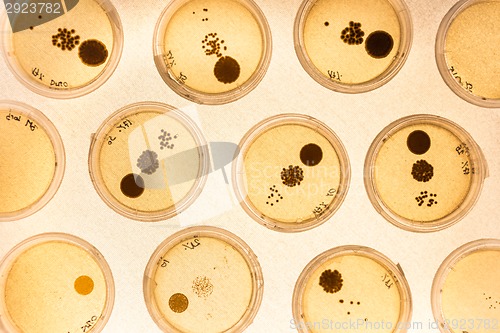 Image of Growing Bacteria in Petri Dishes.