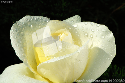 Image of White rose with droplets