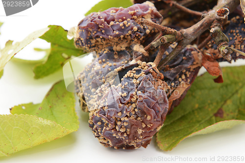 Image of Closeup of mouldy, rotten plums