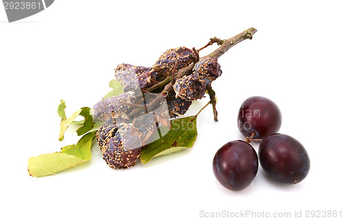 Image of Mouldy, rotting plums in contrast with fresh, ripe fruit