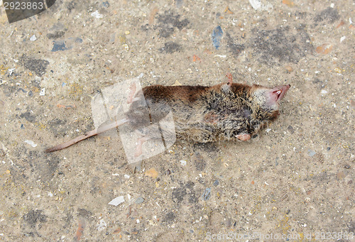 Image of Dead mouse 