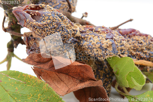 Image of Mouldy, withered plum fruits and dead leaves