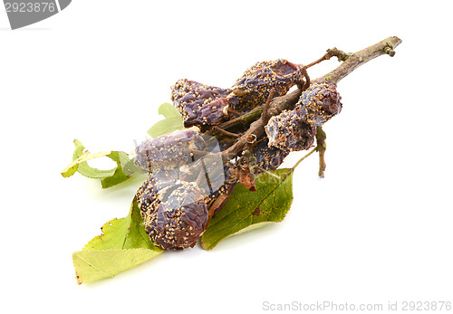 Image of Mouldy plums and dying leaves on a broken branch