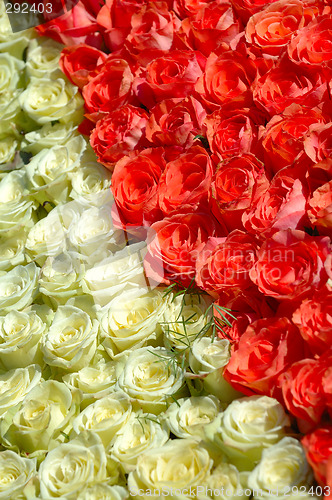 Image of Red and white roses