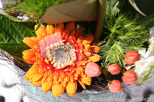 Image of Gerbera