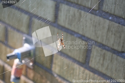 Image of Spider