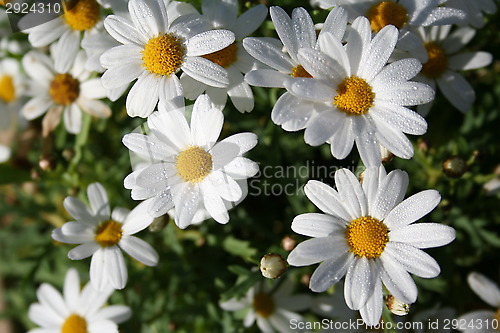 Image of Marguerites