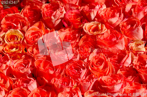 Image of Red roses