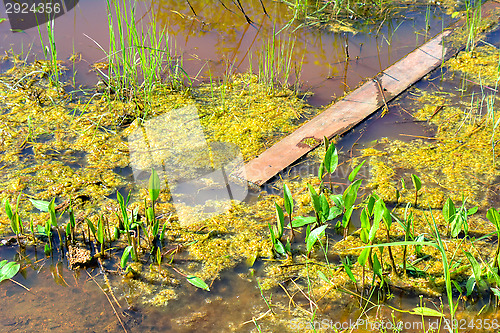 Image of Wetland