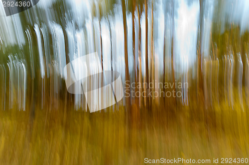 Image of Forest