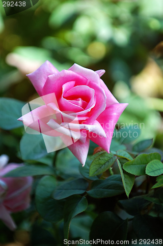 Image of Pink rose