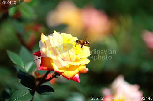 Image of Yellow rose and bee