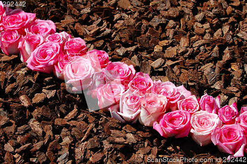 Image of Line of pink roses