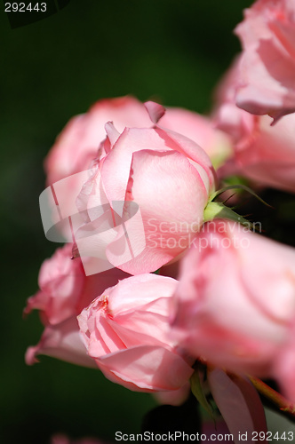 Image of Pink roses