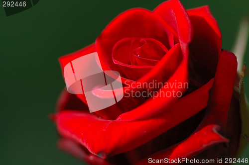 Image of Red rose