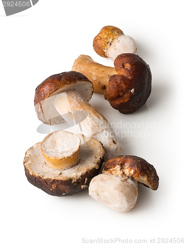 Image of White mushrooms