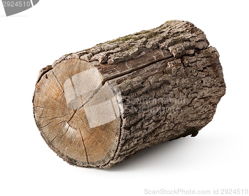 Image of Stump isolated 