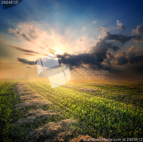 Image of Beveled field of wheat