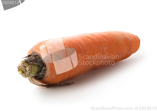 Image of Carrot