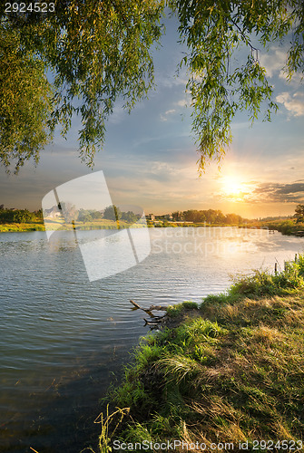 Image of Osier by the river