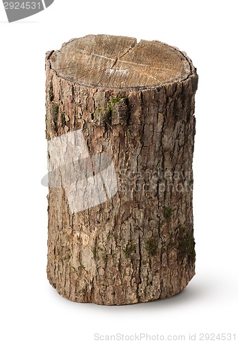 Image of Vertical stump