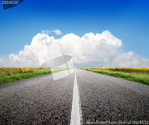 Image of Highway and sunflowers