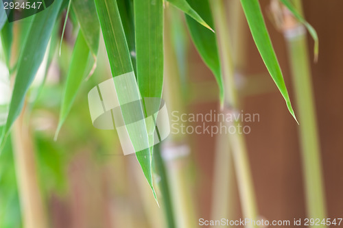 Image of Fresh green leaves against a cloudy blue sky